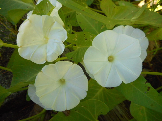 ウンチェーバー エンサイ 空芯菜 の花 亜熱帯でとんぼ玉作り