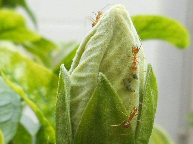 ハイビスカスの蕾に蟻 亜熱帯でとんぼ玉作り